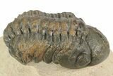 Detailed Reedops Trilobite - Aatchana, Morocco #249807-1